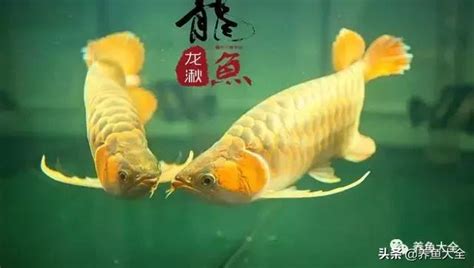 養龍魚|龍魚的飼養管理 